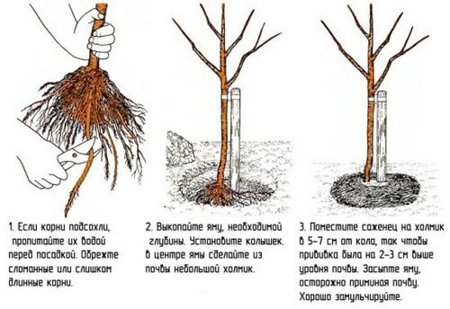 Абрикос: осенняя посадка саженцев, уход и подготовка к зиме. как выбрать абрикос для посадки, лучшие сроки посадки