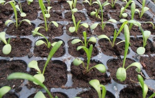 Африканские ромашки - гацания: выращивание яркого цветка без проблем. как можно вырастить гацанию из семян и черенков