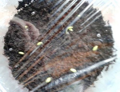 Азалия: уход и выращивание домашней красавицы. как правильно выращивать азалию в домашних условиях, чтобы она цвела