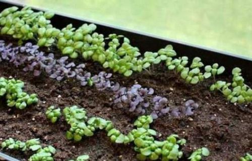 Базилик: выращивание и уход за пряным растением. как выращивать базилик, на приусадебном участке в теплице и открытом грунте
