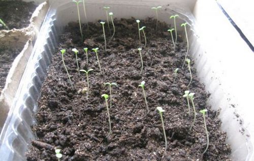 Брызги солнца:тонкости выращивания хризантем. как вырастить хризантемы на клумбе возле дома или дачном участке