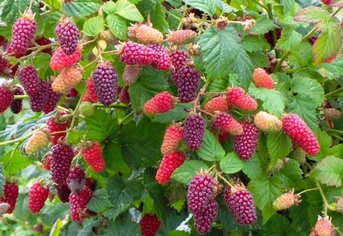 Ежемалина – что за ягода? особенности выращивания ежемалины, сорта и их описание с фото