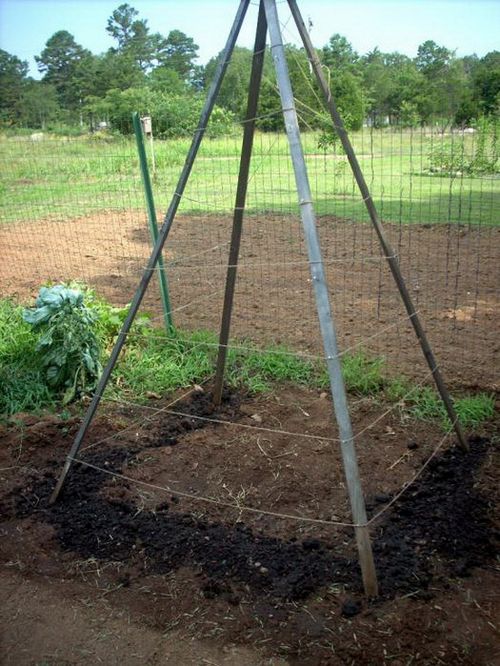 Фасоль спаржевая: посадка, выращивание и уход. 7 причин, чтобы выращивать спаржевую фасоль на участке