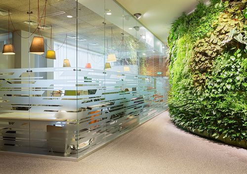 Фикусы и кактусы: как озеленяют современные офисы