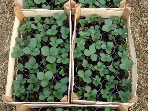 Как гарантированно вырастить садовую землянику из семян: секреты. выращивание земляники из семян - кропотливое, но интересное занятие