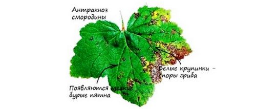 Как избавиться от болезней: антракноз на смородине. симптомы и методы лечения смородины от антракноза