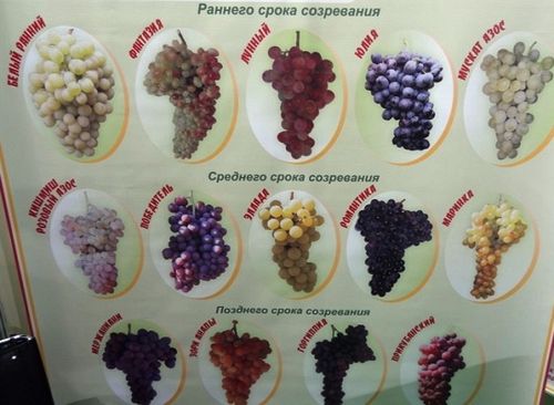Как правильно подготовить и посадить виноград осенью. особенности посадки винограда осенью саженцами