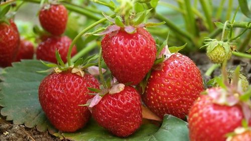 Как размножить клубнику – актуальный вопрос! несложные методы, которые позволят садоводу-любителю развести сочную и ароматную ягоду на дачном участке