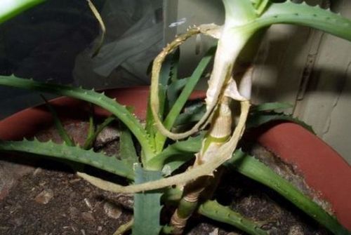 Как ухаживать за алоэ в домашних условиях: секреты выращивания лекарственного кактуса. секреты пересадки и размножения алое дома