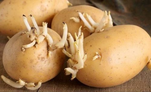 Картофель сорта «импала»: характеристика и достоинства, фото. особенности выращивания сортового картофеля «импала»