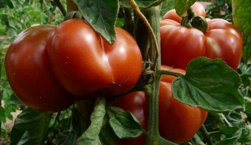 Китайский способ выращивания высокорослых томатов. как посеять семена и распикировать рассаду томатов китайским способом