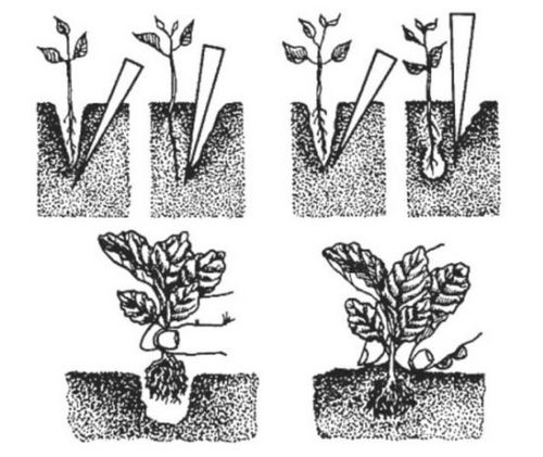 Когда сеять семена белокочанной капусты на рассаду? посадка белокочанной капусты на рассаду: сроки и способы посева