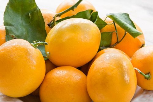 Лимон домашний – как ухаживать за цитрусом, чтобы получить заветный урожай: советы с фото. выбор сорта и особенности выращивания домашнего лимона