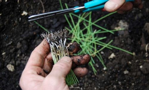 Лук – посадка и уход в открытом грунте. способы посадки лука в открытом грунте, подготовка посадочного материала