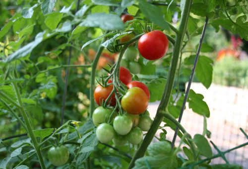 Неприятные заболевания у томатов и перцев