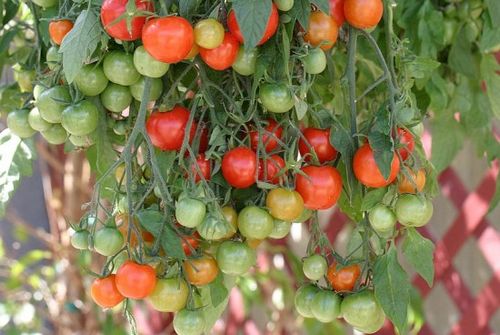 Низкорослые сорта томатов – сорта, особенности выращивания. чем хороши низкорослые помидоры, какой сорт лучше выбрать?