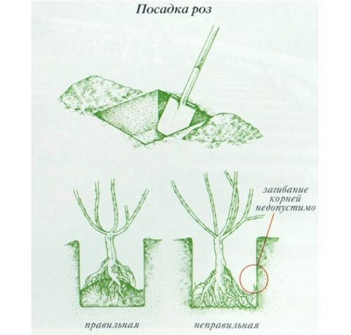 Особенности посадки плетистых роз: виды опор. как правильно осуществлять уход за плетистыми розами, полив, подкормки
