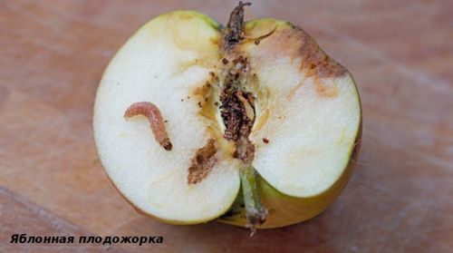 Откуда берутся гусеницы на яблоне: описание вредителя с фото. самые эффективные методы борьбы с гусеницами на яблоне