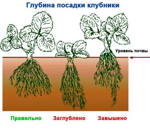 Пересадка клубники: когда и как это делать. пересаживаем клубнику весной, летом и осенью