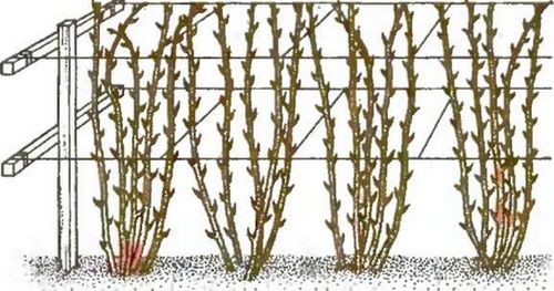Посадка и выращивание ежевики: малинки с кислинкой. как вырастить ежевику на своем участке: полив, подкормки, подвязка, обрезка