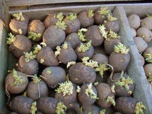 Посадка картофеля клубнями на приусадебном участке. выбор подходящего способа выращивания картофеля клубнями и уход за ним
