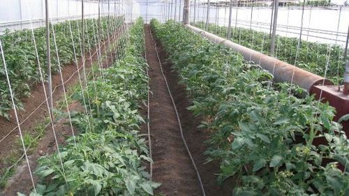 Посадка помидоров в теплице из поликарбоната: когда и как. подготовка теплиц из поликарбоната, пересадка и уход за помидорами