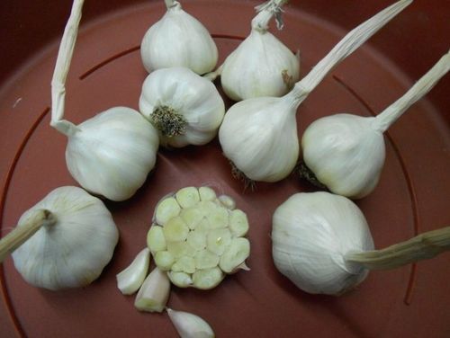 Правила посадки и выращивания чеснока в открытом грунте. какой уход нужен чесноку, чтобы он вырос крупным