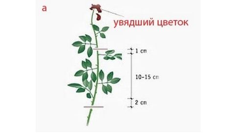 Размножение комнатных роз в домашних условиях: инструкция по черенкованию с фото, подходящие сроки и способы укоренения роз