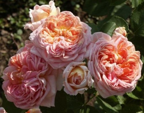 Розы кордеса: 10 лучших сортов. описание, характеристики, фото лучших сортов и особенности выращивания роз кордеса