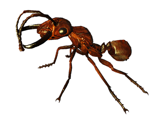 Рыжие муравьи в квартире - как избавиться? причины появления рыжих муравьев в квартире, варианты их изгнания