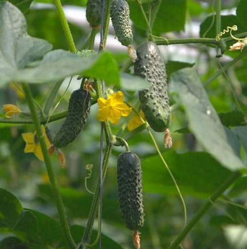 Самоопыляемые сорта огурцов – описание, преимущества. как сеять семена самоопыляемых огурцов, правила ухода