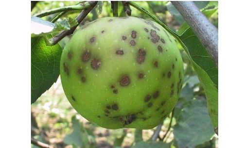 Самые распространенные болезни яблонь: с фото и описанием. все способы борьбы с болезнями на яблонях: народные и научные