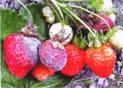 Серая гниль уничтожает урожай клубники. как спасти ягоды: методы борьбы с гнилью, устранение причин