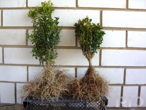 Вечнозеленые кустарники на даче: посадка и выращивание самшита. как правильно ухаживать за самшитом (фото)