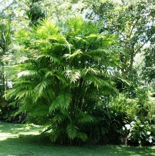 Выращиваем хамедорею – гостью из тропического леса. хамедорея: посадка, выращивание и уход в домашних условиях