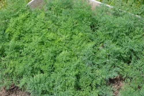 Выращиваем укроп: посадка в открытом грунте, теплице и на подоконнике. как правильно сеять укроп на протяжении всего года