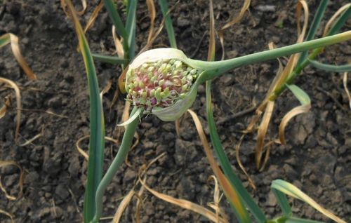 Выращивание чеснока: необходимые условия и тонкости агротехники. как вырастить чеснок крупный, ядрёный, чтобы долго хранился