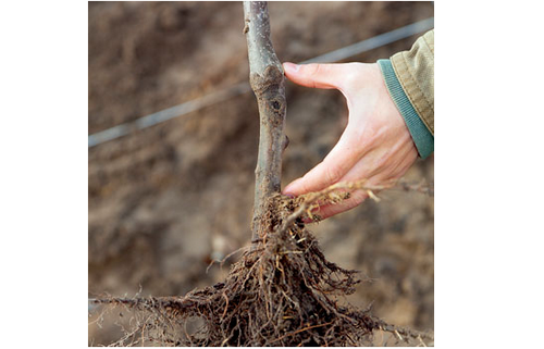 Выращивание фундука на дачном участке: нехитрые хитрости ухода за орешником. как вырастить фундук (лещину) на своем участке?