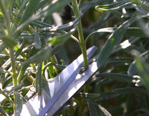 Выращивание лаванды в открытом грунте: посев семян на рассаду, полив и обрезка. как ухаживать за лавандой: вредители и болезни