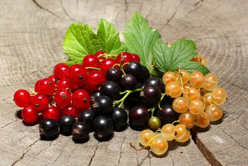 Выращивание смородины – хотите большой урожай ягоды здоровья? выбор саженца, посадка, уход, вредители и болезни смородины